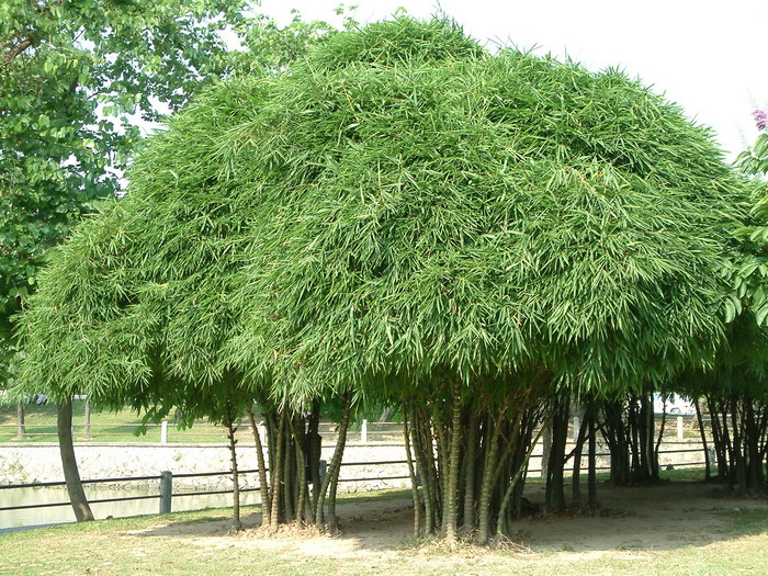 佛肚竹 Bambusa vulgaris 'Wamin'