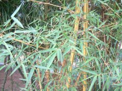黄金间碧竹 Bambusa vulgaris ‘Vittata’