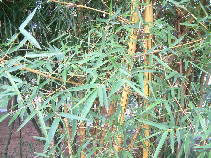黄金间碧竹 Bambusa vulgaris ‘Vittata’ 黄金间碧竹 Bambusa vulgaris ‘Vittata’