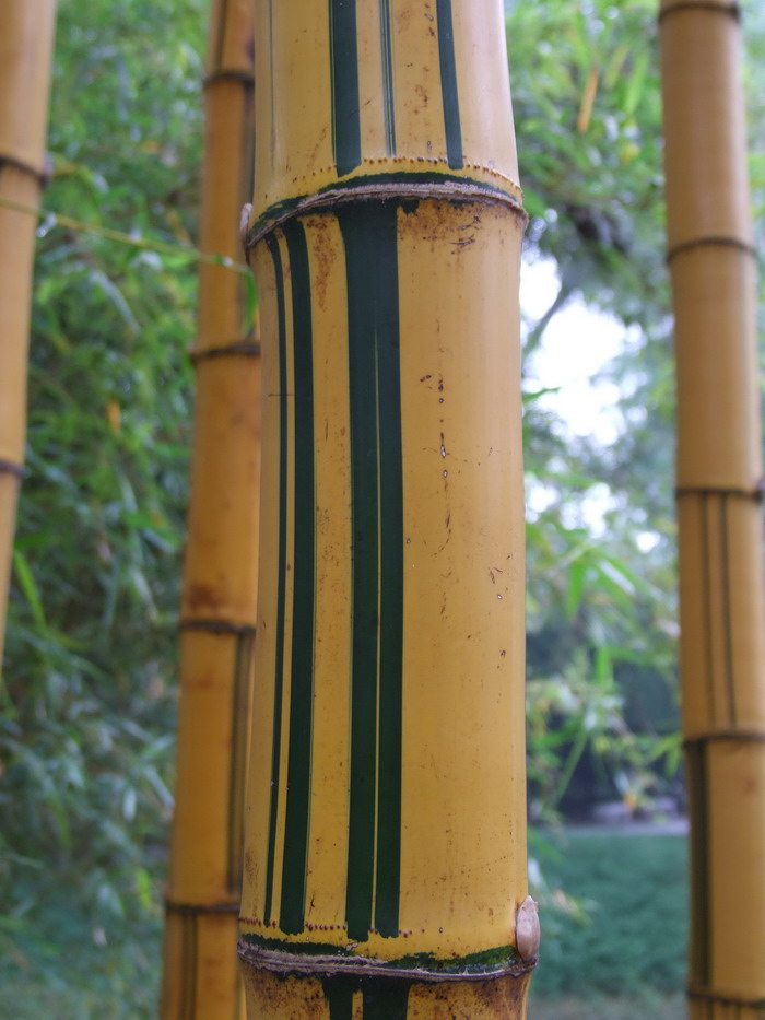 黄金间碧竹 Bambusa vulgaris ‘Vittata’ 黄金间碧竹 Bambusa vulgaris ‘Vittata’