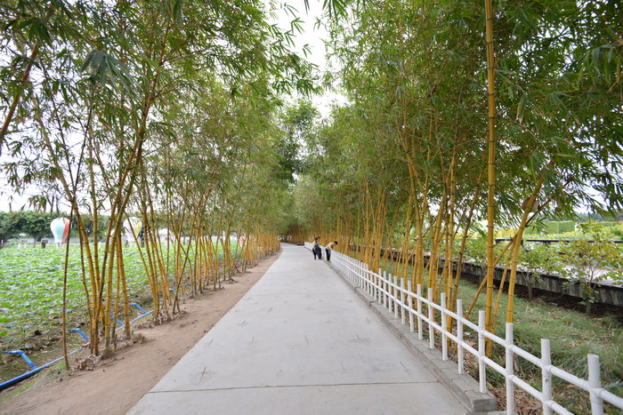 黄金间碧竹 Bambusa vulgaris ‘Vittata’