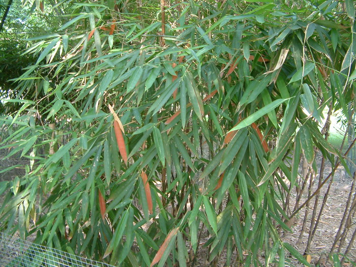 小梨竹 Melocanna humilis 小梨竹 Melocanna humilis