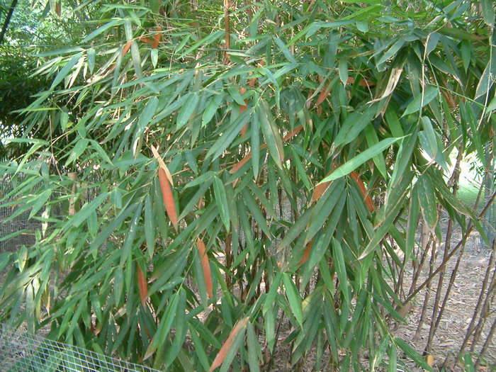 小梨竹 Melocanna humilis