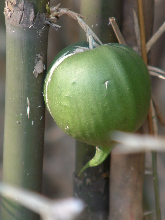 小梨竹 Melocanna humilis 小梨竹 Melocanna humilis