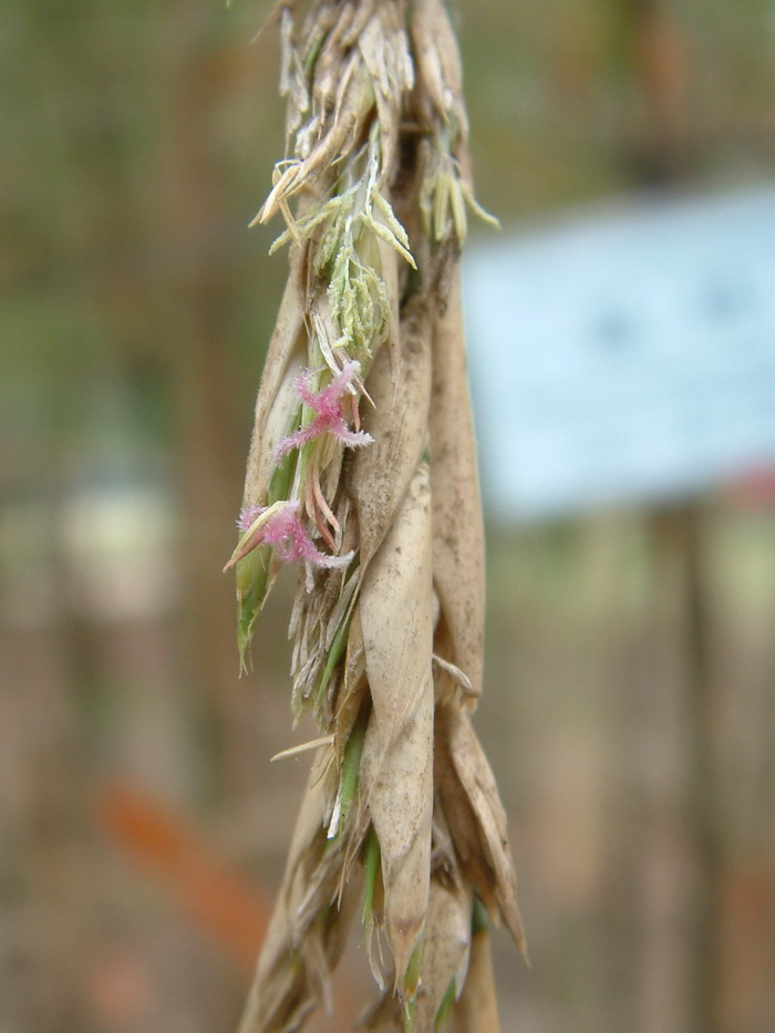 小梨竹 Melocanna humilis