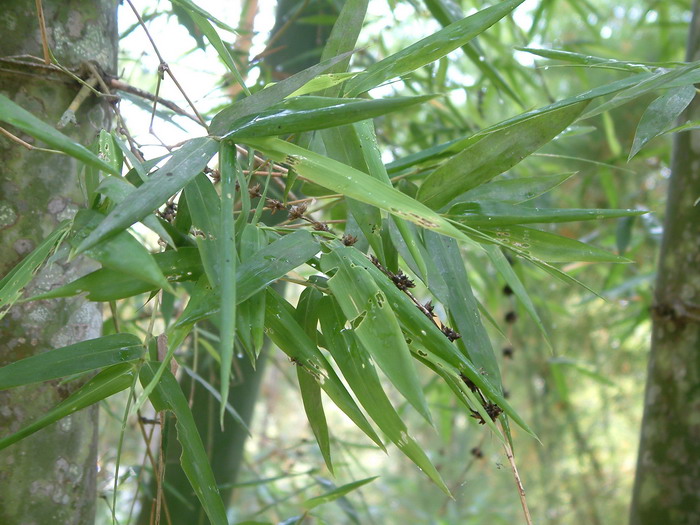 小叶龙竹Dendrocalamus barbatus 小叶龙竹Dendrocalamus barbatus