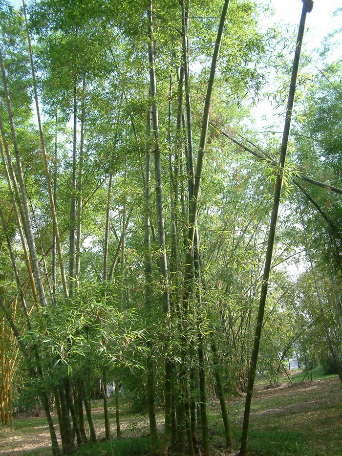 小叶龙竹Dendrocalamus barbatus