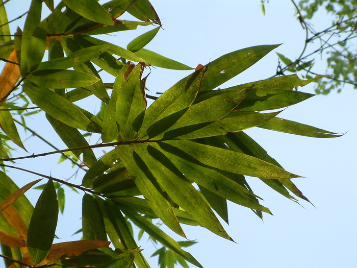 野龙竹Dendrocalamus semiscandens 野龙竹Dendrocalamus semiscandens