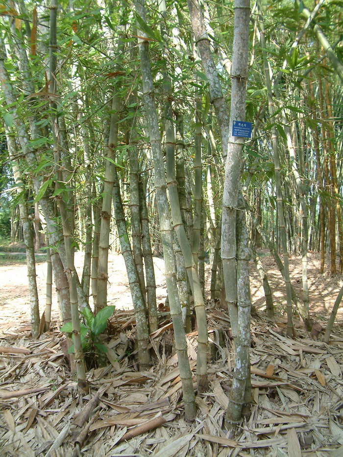  野龙竹Dendrocalamus semiscandens