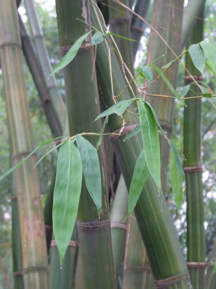 花巨竹Gigantochloa verticillata 花巨竹Gigantochloa verticillata
