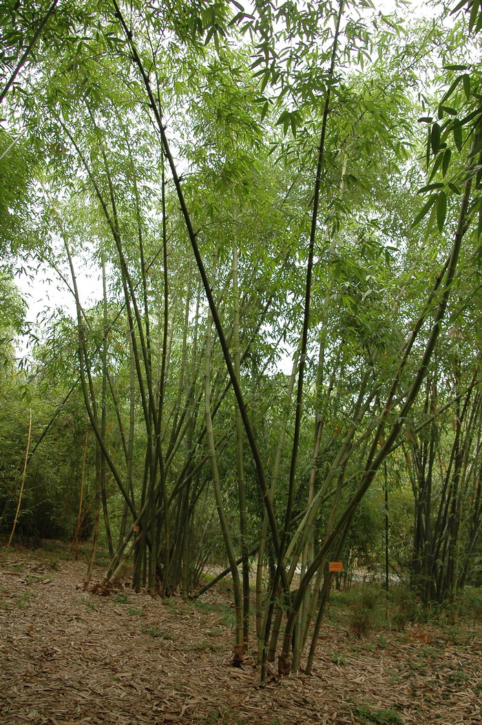 花巨竹Gigantochloa verticillata