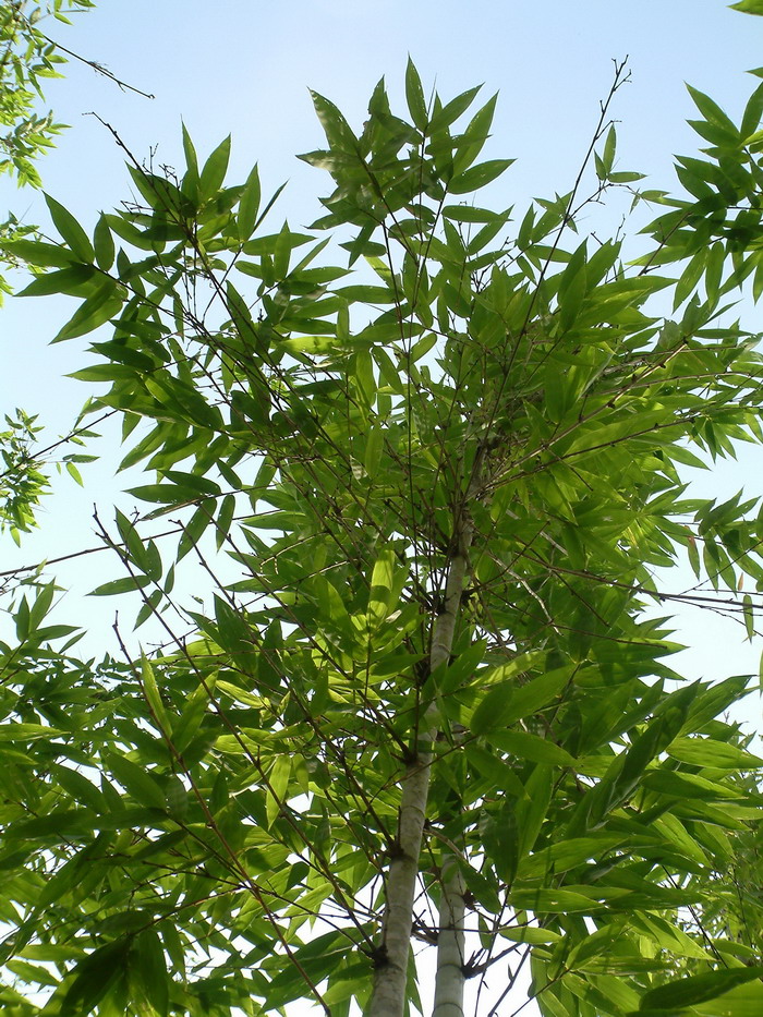 歪脚龙竹Dendrocalamus sinicus 歪脚龙竹Dendrocalamus sinicus