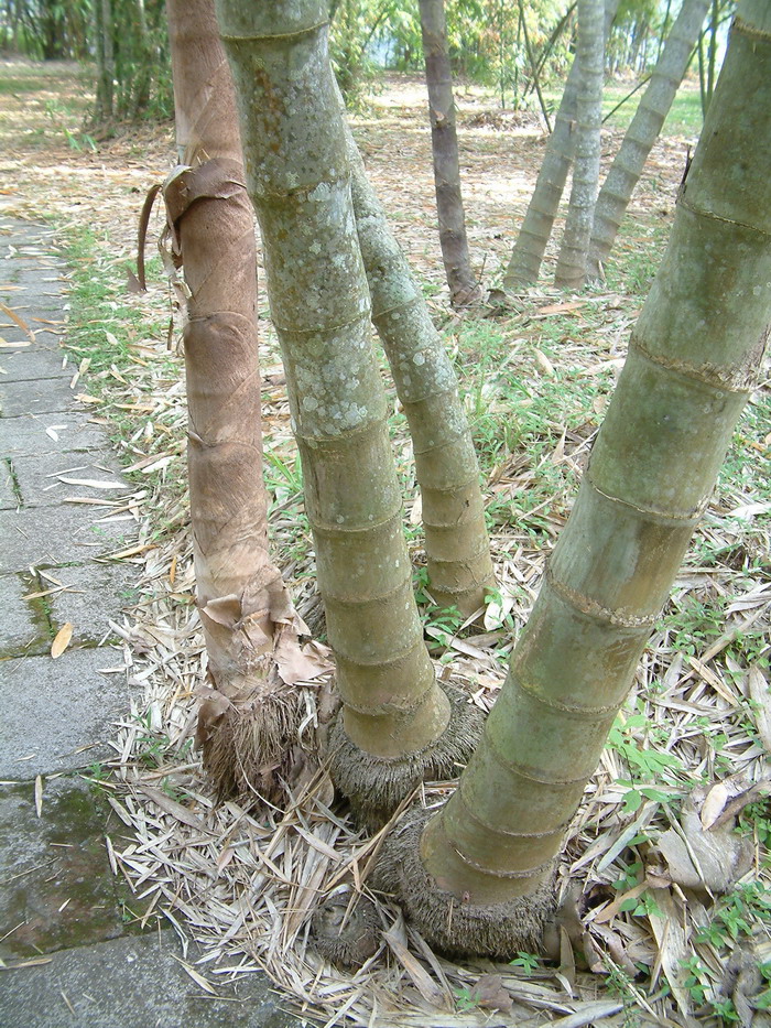 歪脚龙竹Dendrocalamus sinicus 歪脚龙竹Dendrocalamus sinicus