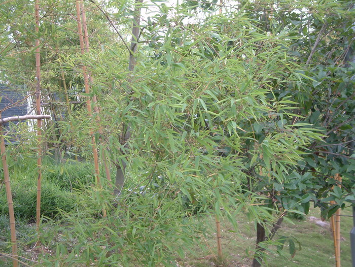 龟甲竹Phyllostachys edulis 'Heterocycla' 龟甲竹Phyllostachys edulis 'Heterocycla'