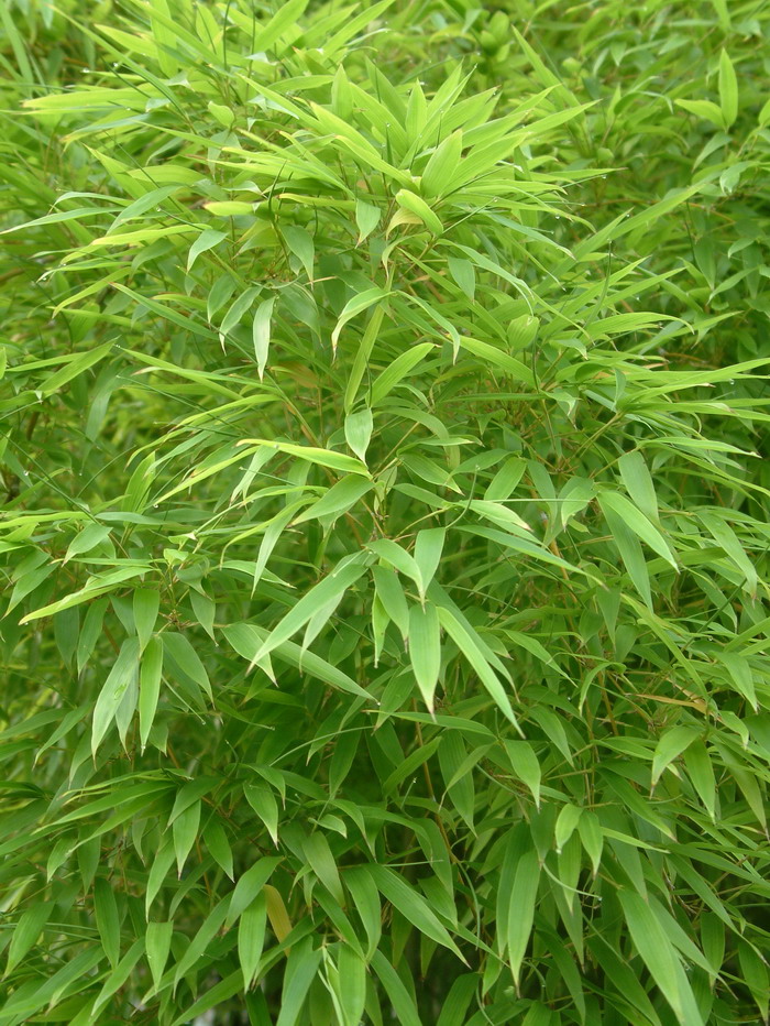 毛竹 Phyllostachys edulis 毛竹 Phyllostachys edulis