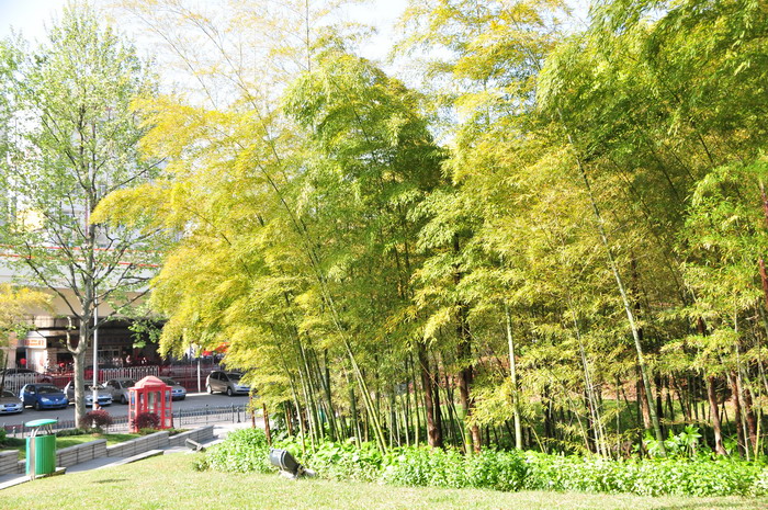 毛竹 Phyllostachys edulis