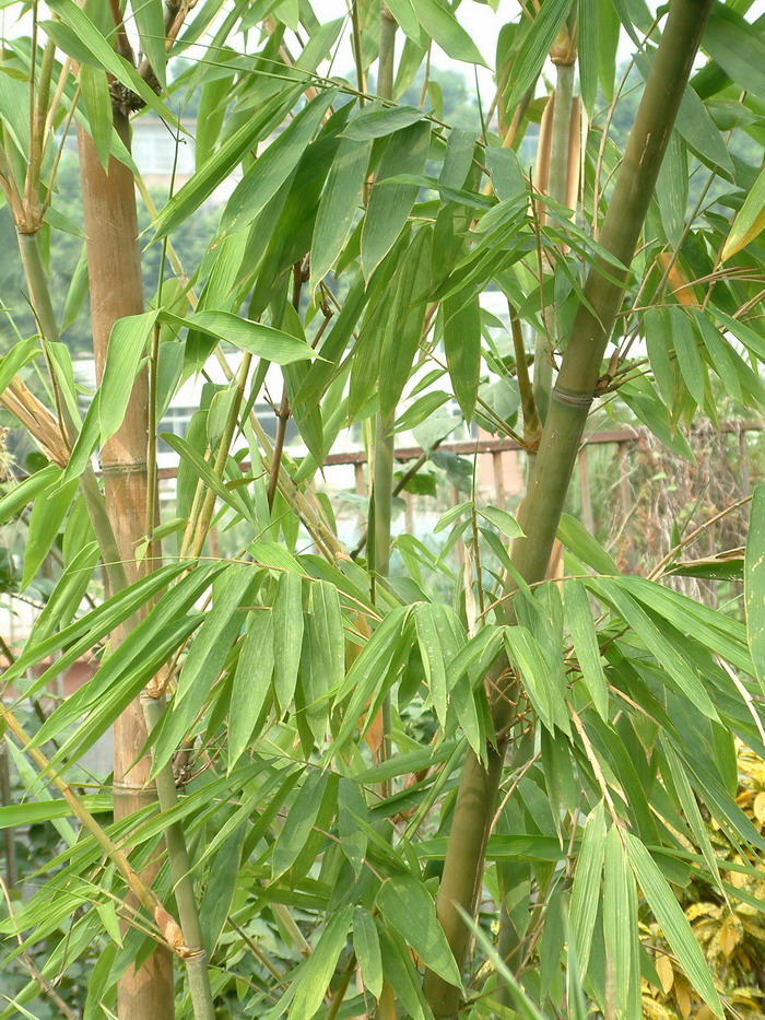 曲竿竹Phyllostachys flexuosa 曲竿竹Phyllostachys flexuosa