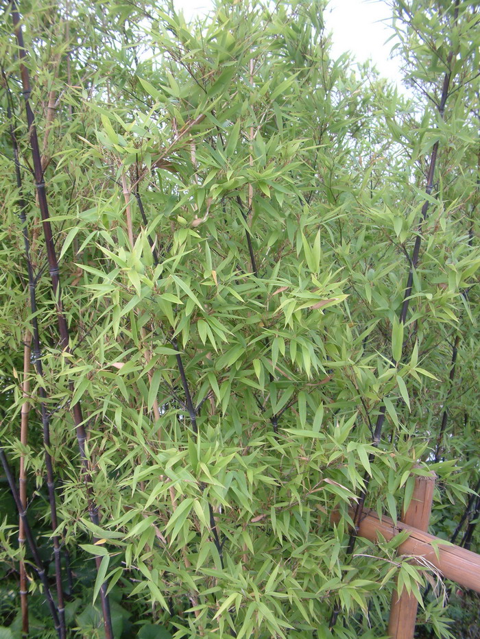 紫竹 Phyllostachys nigra