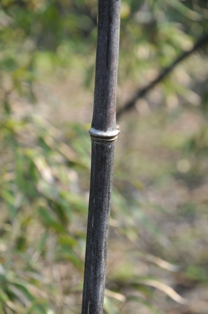 紫竹 Phyllostachys nigra 紫竹 Phyllostachys nigra