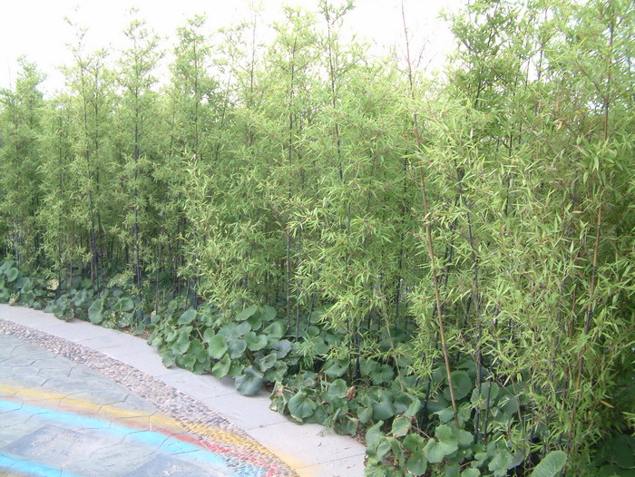 紫竹 Phyllostachys nigra 紫竹 Phyllostachys nigra