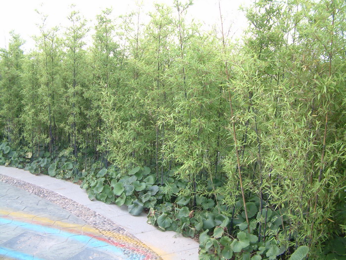 紫竹 Phyllostachys nigra