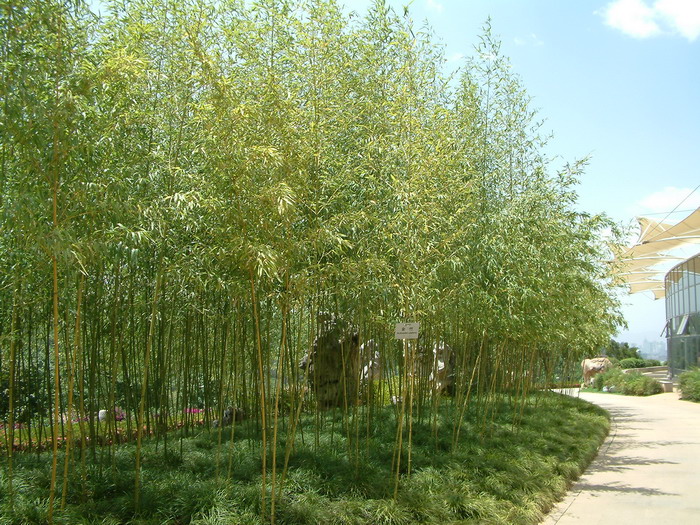 金竹Phyllostachys sulphurea