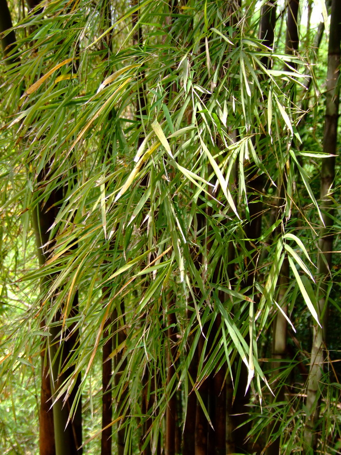 泰竹Thyrsostachys siamensis 泰竹Thyrsostachys siamensis