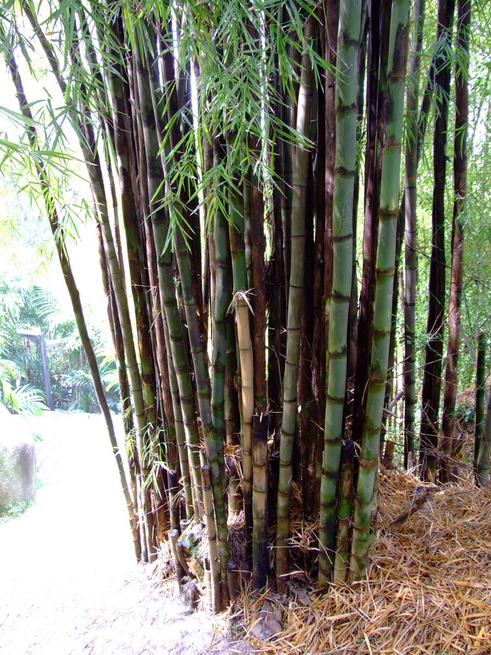 泰竹Thyrsostachys siamensis 泰竹Thyrsostachys siamensis