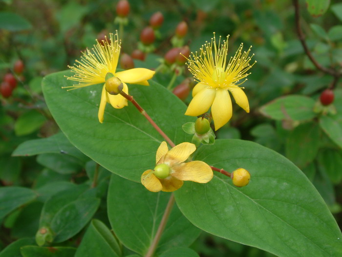 浆果金丝桃 Hypericum androsaemum 浆果金丝桃 Hypericum androsaemum