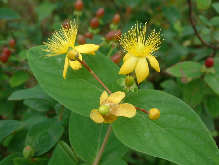  浆果金丝桃 Hypericum androsaemum