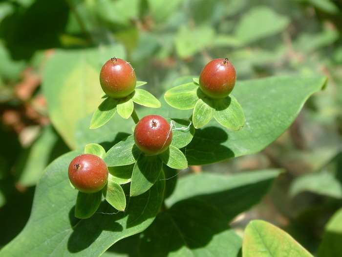 浆果金丝桃 Hypericum androsaemum 浆果金丝桃 Hypericum androsaemum