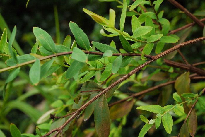 方茎金丝桃Hypericum subalatum 方茎金丝桃Hypericum subalatum