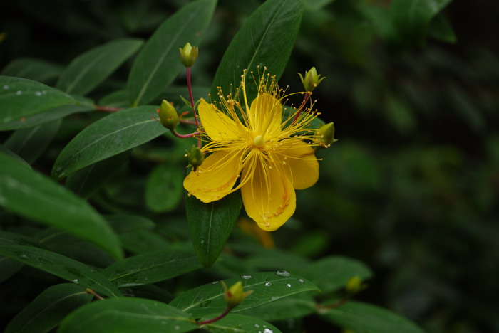 金丝桃Hypericum monogynum 金丝桃Hypericum monogynum