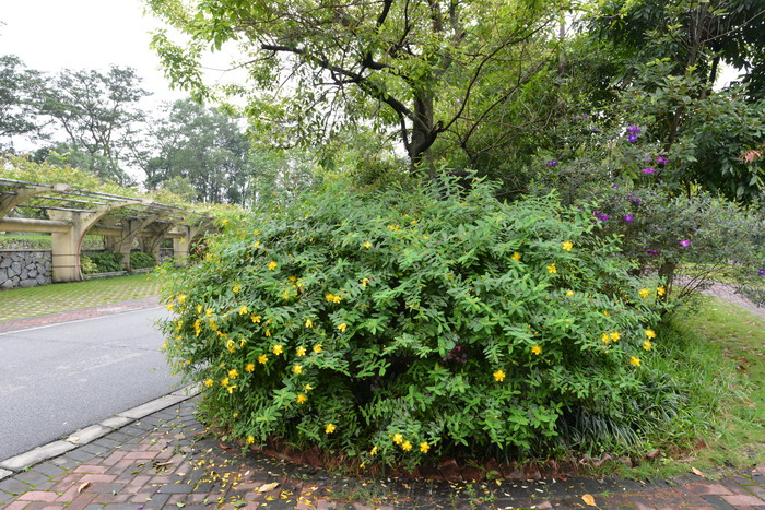 金丝桃Hypericum monogynum 金丝桃Hypericum monogynum