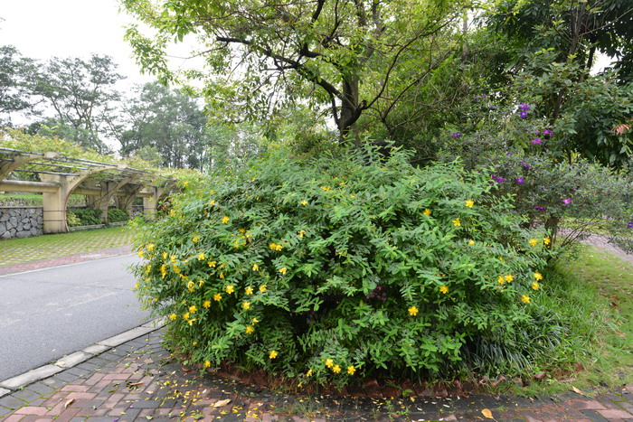 金丝桃Hypericum monogynum