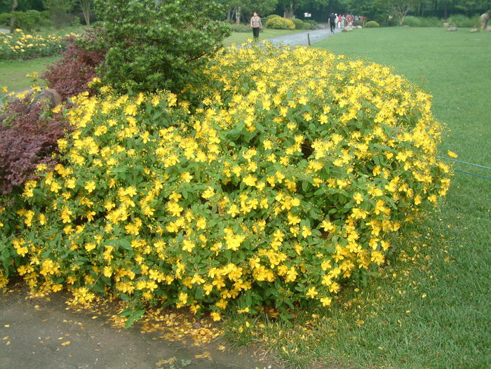 金丝桃Hypericum monogynum 金丝桃Hypericum monogynum