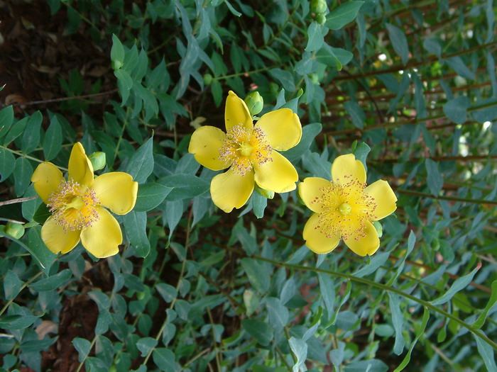 金丝梅Hypericum patulum 金丝梅Hypericum patulum