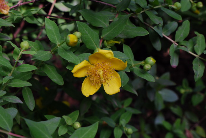 金丝梅Hypericum patulum 金丝梅Hypericum patulum
