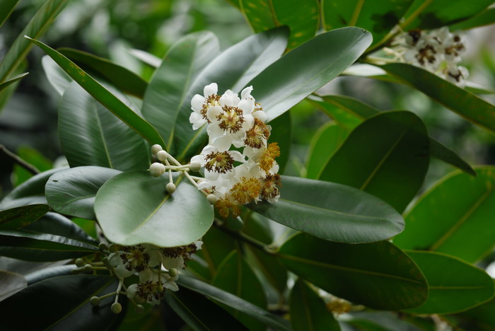 红厚壳Calophyllum inophyllum 红厚壳Calophyllum inophyllum