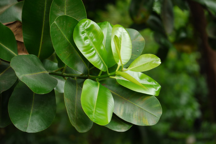 红厚壳Calophyllum inophyllum 红厚壳Calophyllum inophyllum
