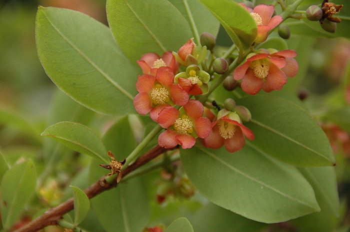 黄牛木Cratoxylum cochinchinense 黄牛木Cratoxylum cochinchinense