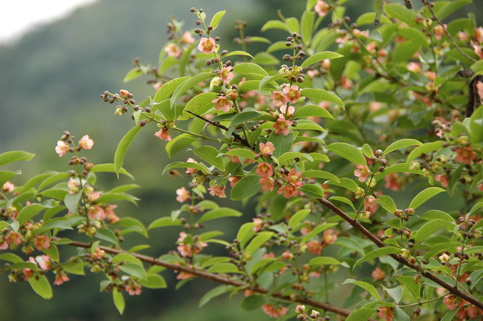 黄牛木Cratoxylum cochinchinense 黄牛木Cratoxylum cochinchinense