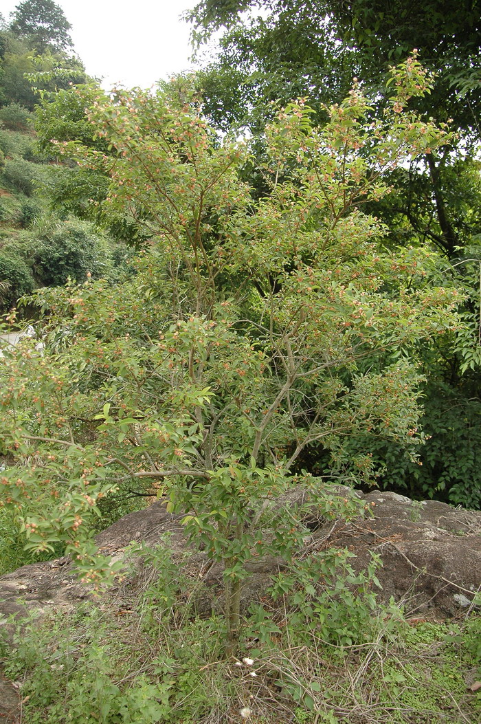 黄牛木Cratoxylum cochinchinense 黄牛木Cratoxylum cochinchinense