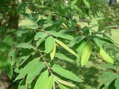 越南黄牛木Cratoxylum formosum