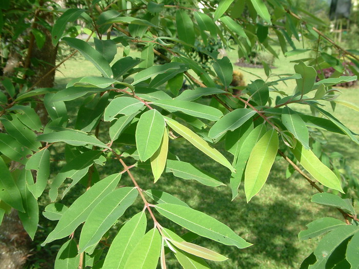 越南黄牛木Cratoxylum formosum 越南黄牛木Cratoxylum formosum