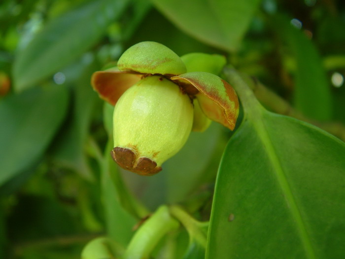 莽吉柿 Garcinia mangostana 莽吉柿 Garcinia mangostana