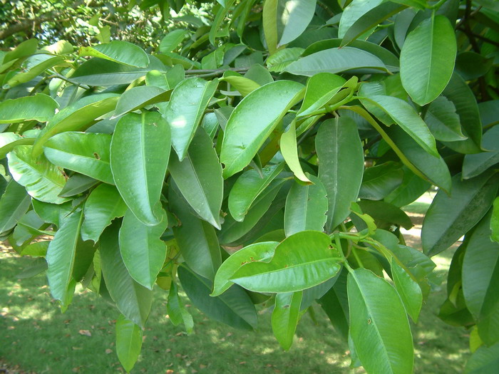 莽吉柿 Garcinia mangostana 莽吉柿 Garcinia mangostana
