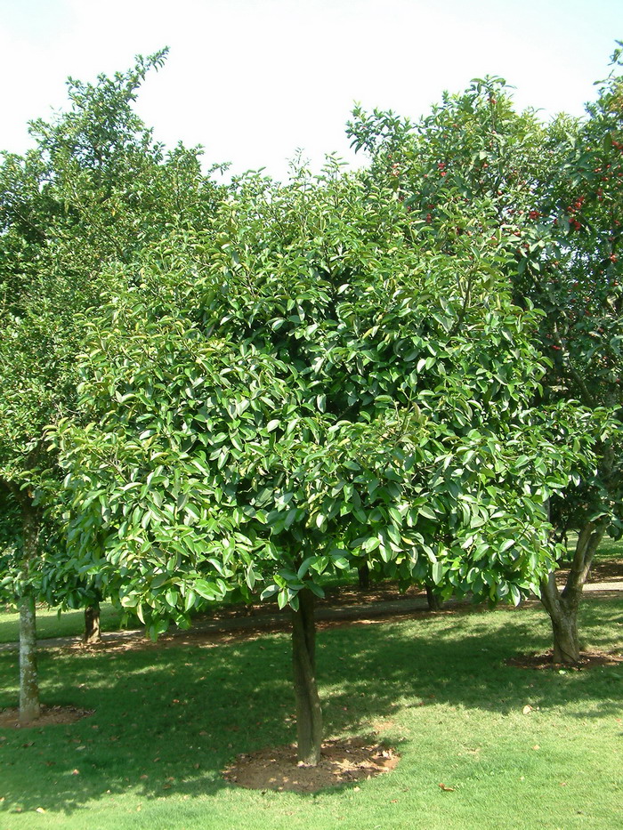 莽吉柿 Garcinia mangostana