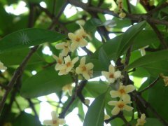 木竹子 Garcinia multiflora