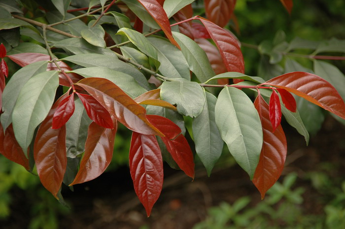 金丝李 Garcinia paucinervis 金丝李 Garcinia paucinervis